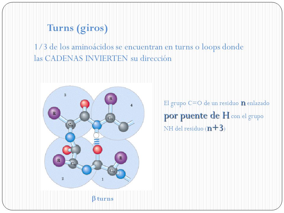 Turns (giros) 1/3 de los aminoácidos se encuentran en turns o loops donde las CADENAS INVIERTEN su dirección.
