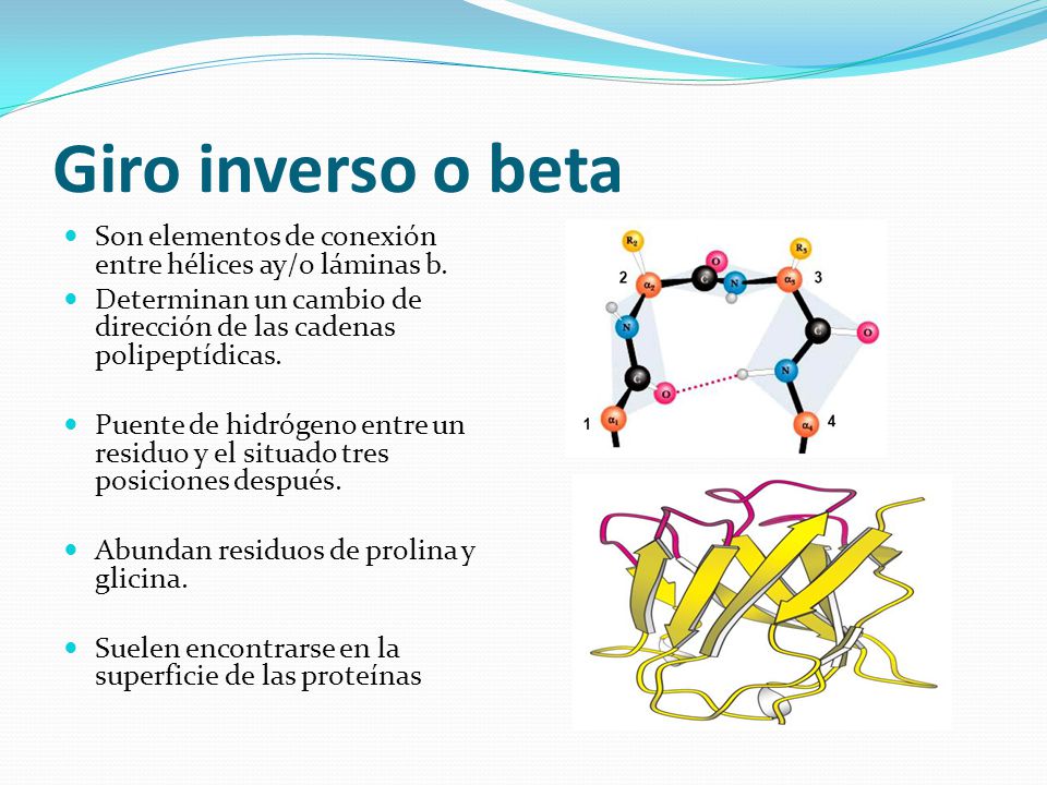 Giro inverso o beta Son elementos de conexión entre hélices ay/o láminas b. Determinan un cambio de dirección de las cadenas polipeptídicas.