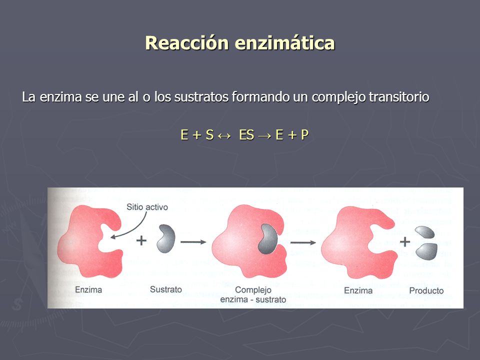 Reacción enzimática La enzima se une al o los sustratos formando un complejo transitorio.