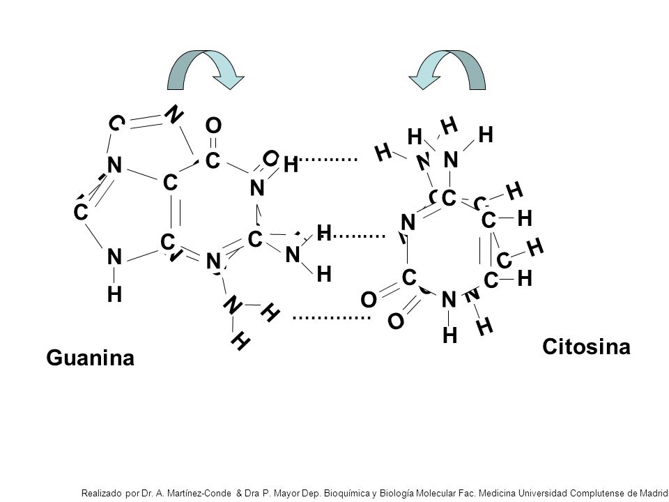 O O H N N C H N N C C H C H O O Citosina Guanina ……..… ……….…