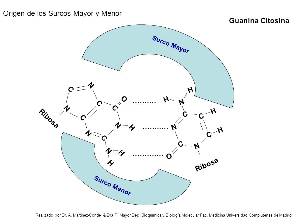 Origen de los Surcos Mayor y Menor Guanina Citosina