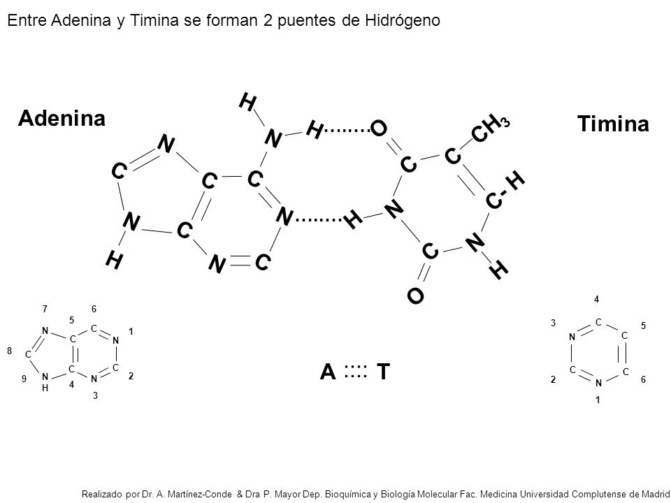 H C N O CH3 - H Adenina Timina A T :::: …..…