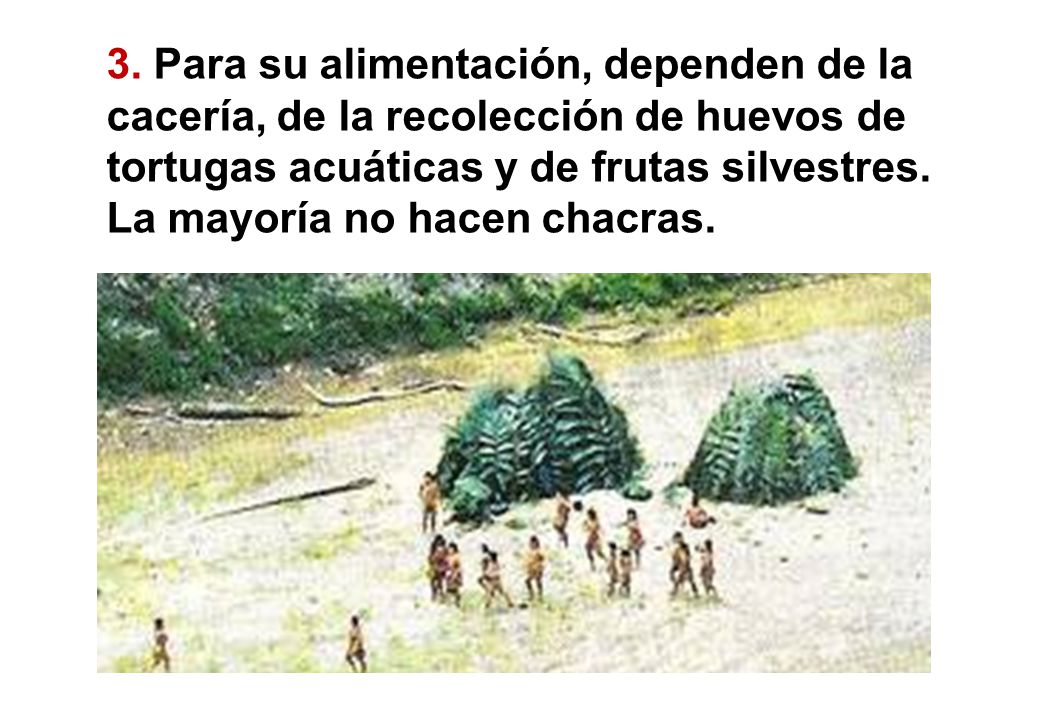 3. Para su alimentación, dependen de la cacería, de la recolección de huevos de tortugas acuáticas y de frutas silvestres.