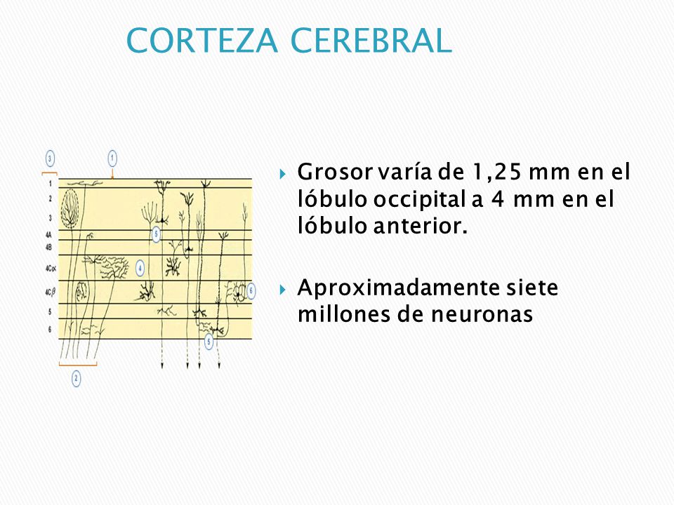 CORTEZA CEREBRAL Grosor varía de 1,25 mm en el lóbulo occipital a 4 mm en el lóbulo anterior.