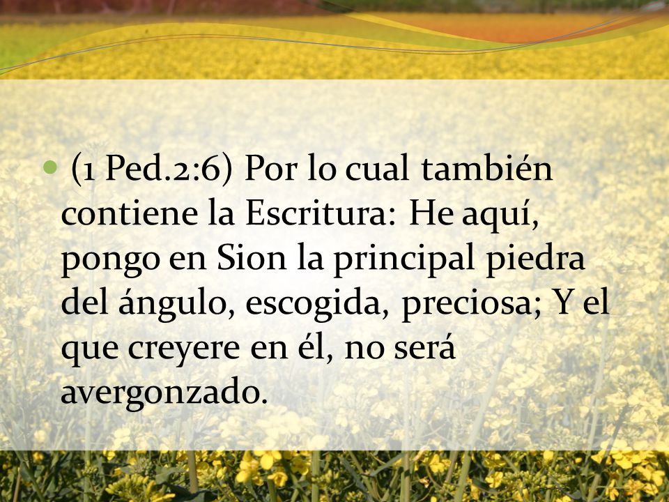 (1 Ped.2:6) Por lo cual también contiene la Escritura: He aquí, pongo en Sion la principal piedra del ángulo, escogida, preciosa; Y el que creyere en él, no será avergonzado.