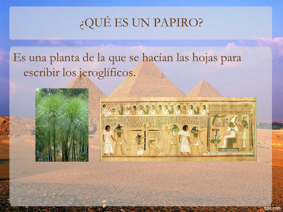 ¿QUÉ ES UN PAPIRO Es una planta de la que se hacían las hojas para escribir los jeroglíficos.