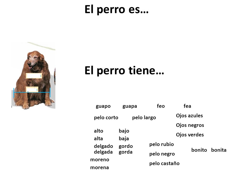 El perro es… El perro tiene… guapo guapa feo fea Ojos azules