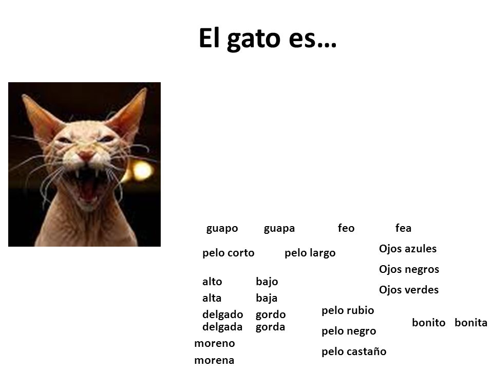 El gato es… guapo guapa feo fea Ojos azules pelo corto pelo largo