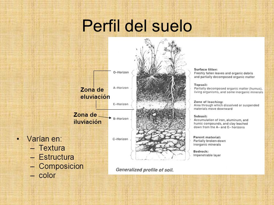 Perfil del suelo Varían en: Textura Estructura Composicion color
