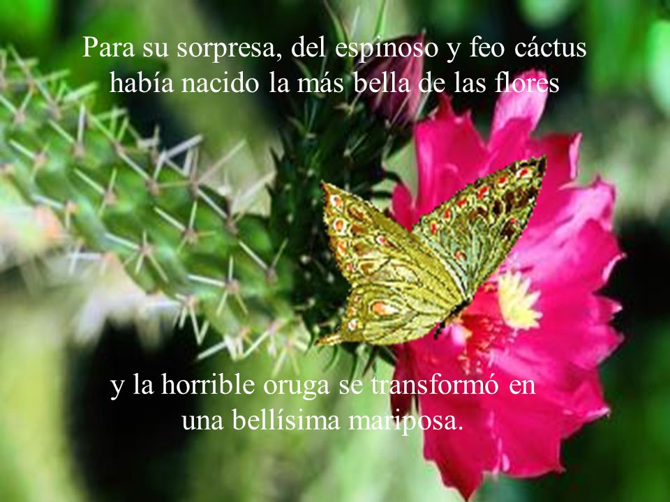 y la horrible oruga se transformó en una bellísima mariposa.
