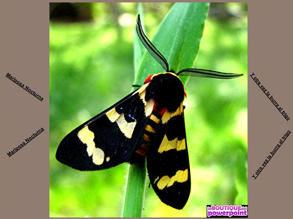 Mariposa Nocturna Y otra vez la burra al trigo Mariposa Nocturna Y otra vez la burra al trigo