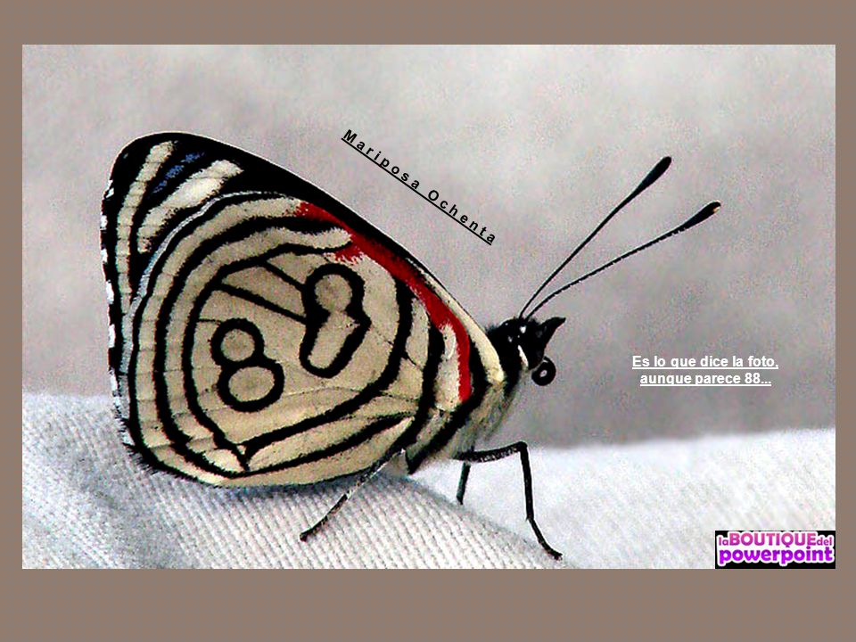 M a r i p o s a O c h e n t a Es lo que dice la foto, aunque parece 88...