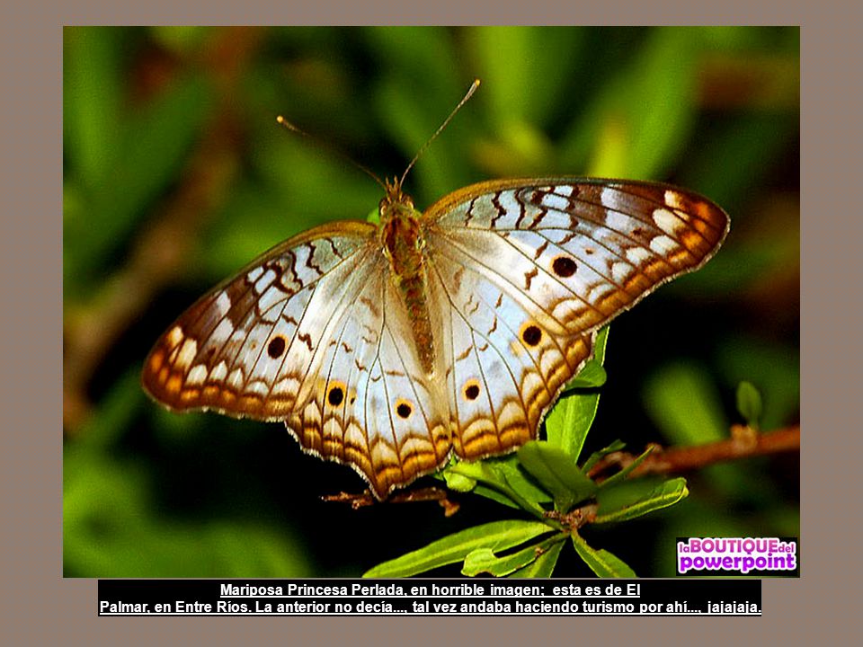 Mariposa Princesa Perlada, en horrible imagen; esta es de El