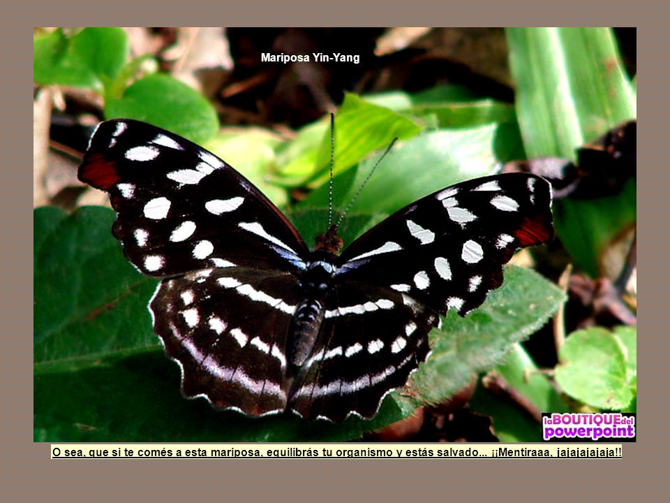 Mariposa Yin-Yang O sea, que si te comés a esta mariposa, equilibrás tu organismo y estás salvado...