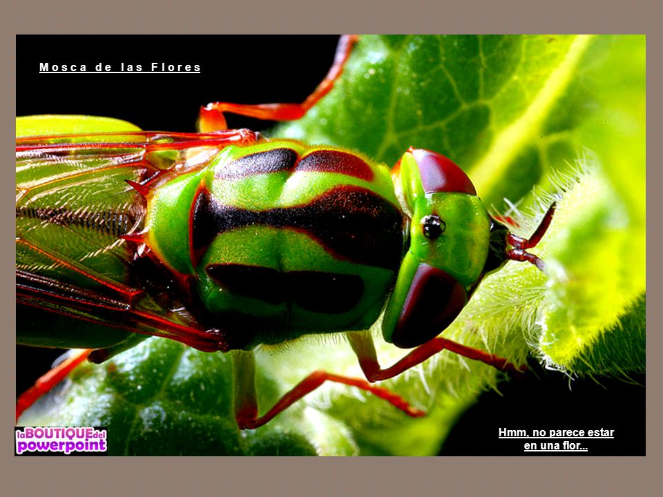 M o s c a d e l a s F l o r e s Hmm, no parece estar en una flor...