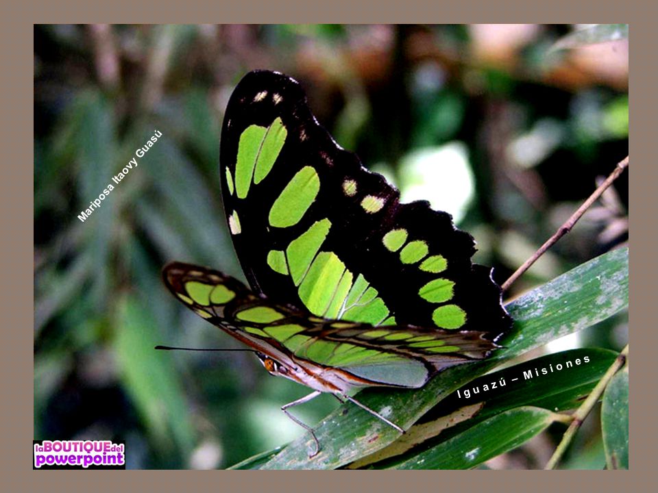 Mariposa Itaovy Guasú I g u a z ú – M i s i o n e s