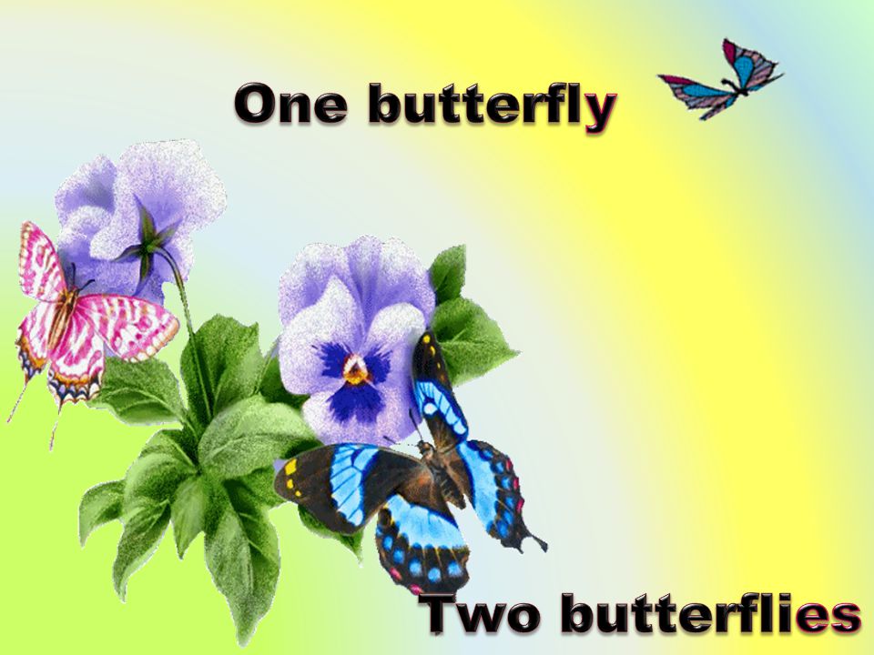 One butterfly Two butterflies