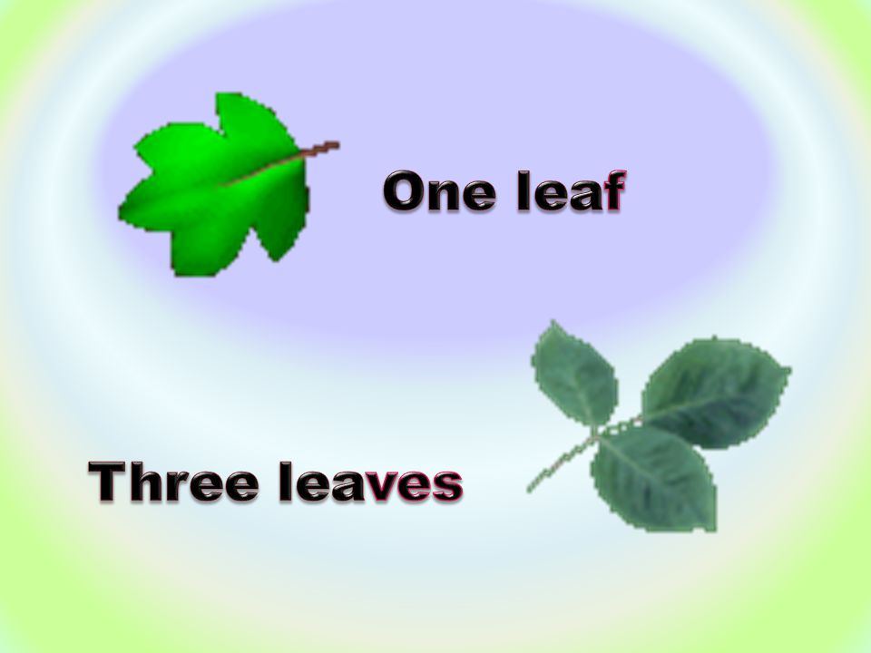 One leaf Three leaves