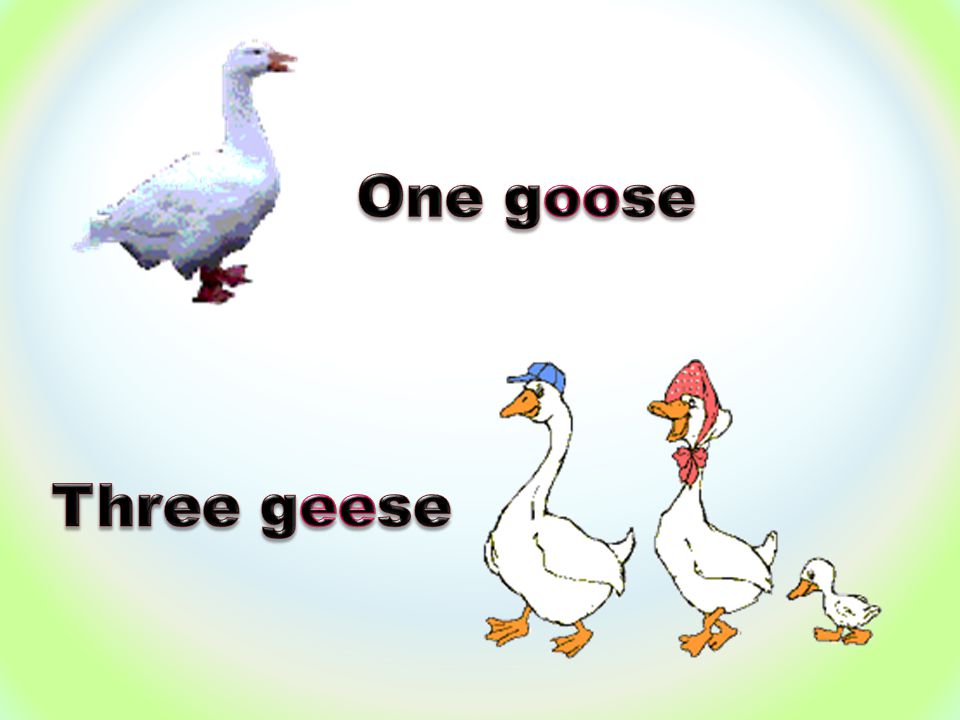 One goose Three geese