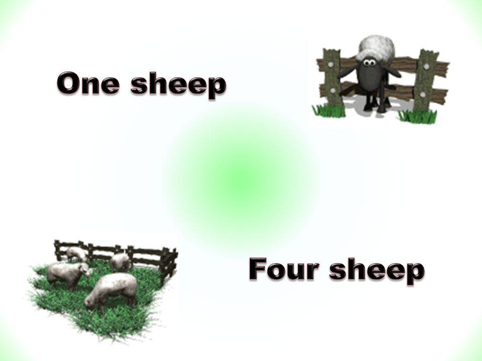 One sheep Four sheep