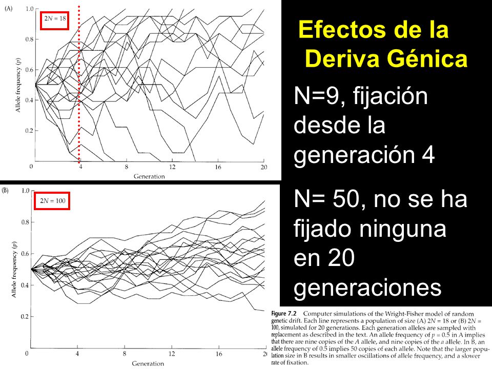 Efectos de la Deriva Génica. N=9, fijación. desde la generación 4.