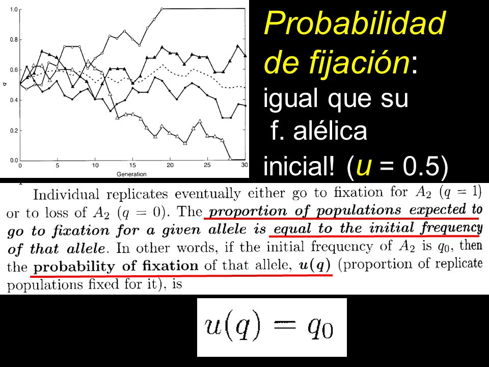 Probabilidad de fijación: igual que su f. alélica inicial! (u = 0.5)