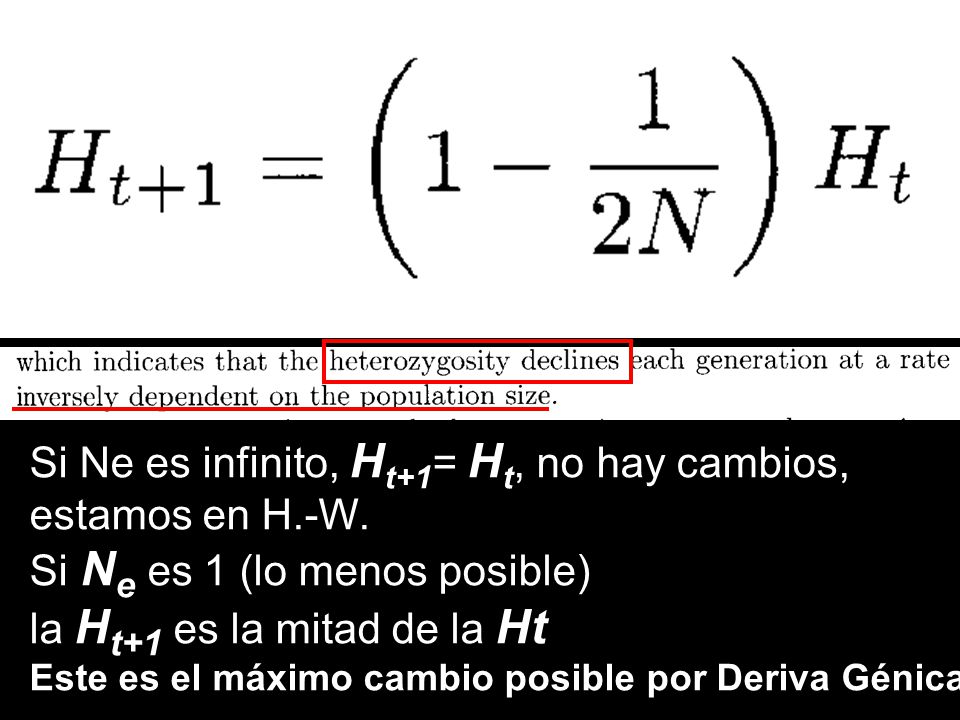 Si Ne es infinito, Ht+1= Ht, no hay cambios, estamos en H.-W.