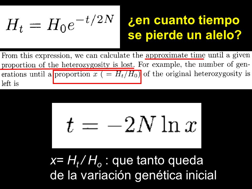 ¿en cuanto tiempo se pierde un alelo x= Ht / Ho : que tanto queda de la variación genética inicial