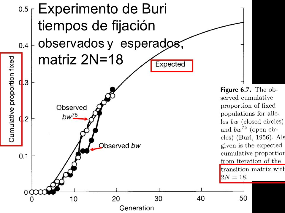 Experimento de Buri tiempos de fijación observados y esperados, matriz 2N=18