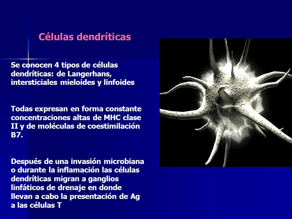 Células dendríticas Se conocen 4 tipos de células dendríticas: de Langerhans, intersticiales mieloides y linfoides.