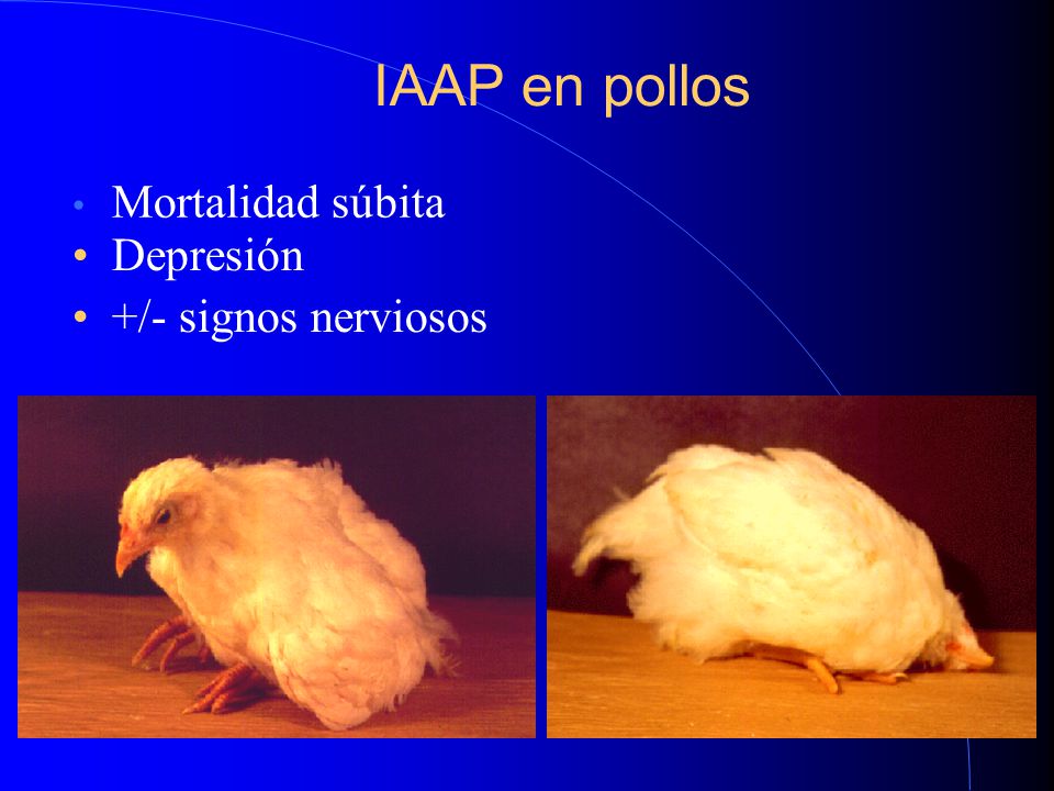 IAAP en pollos Mortalidad súbita Depresión +/- signos nerviosos