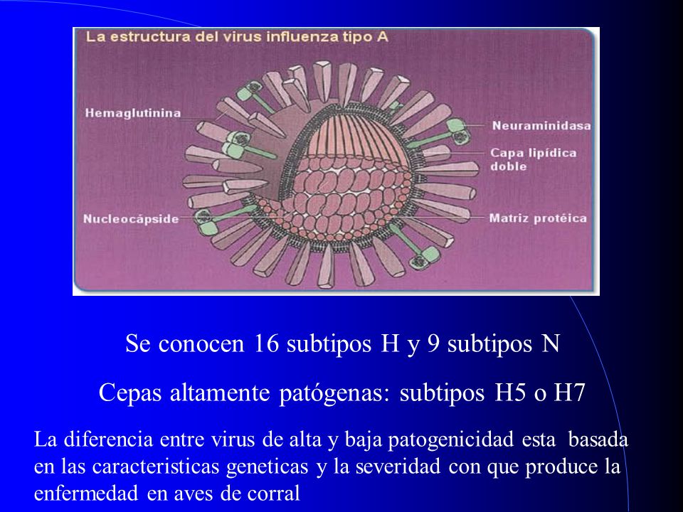 Se conocen 16 subtipos H y 9 subtipos N
