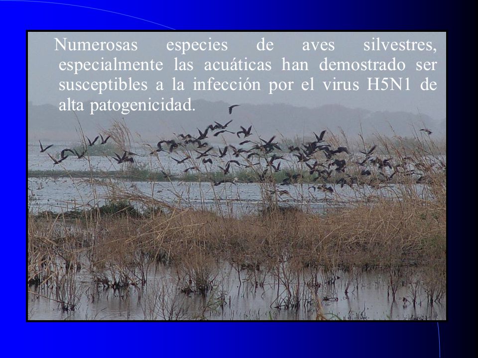 Numerosas especies de aves silvestres, especialmente las acuáticas han demostrado ser susceptibles a la infección por el virus H5N1 de alta patogenicidad.