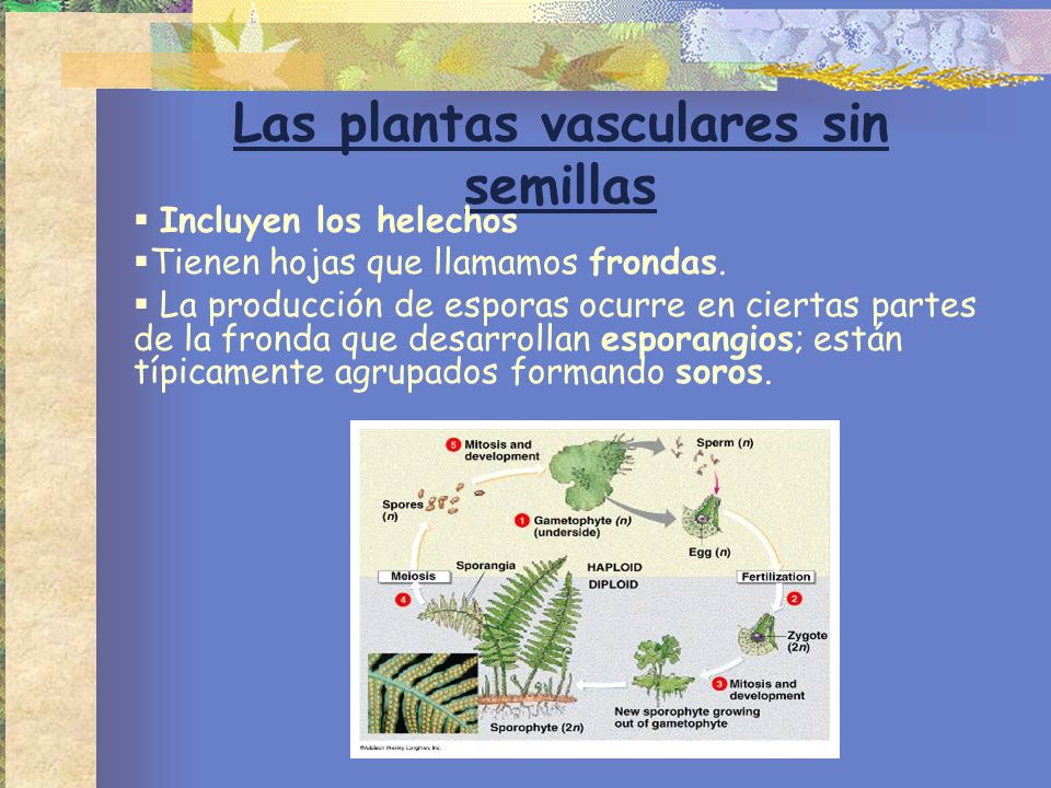 Las plantas vasculares sin semillas