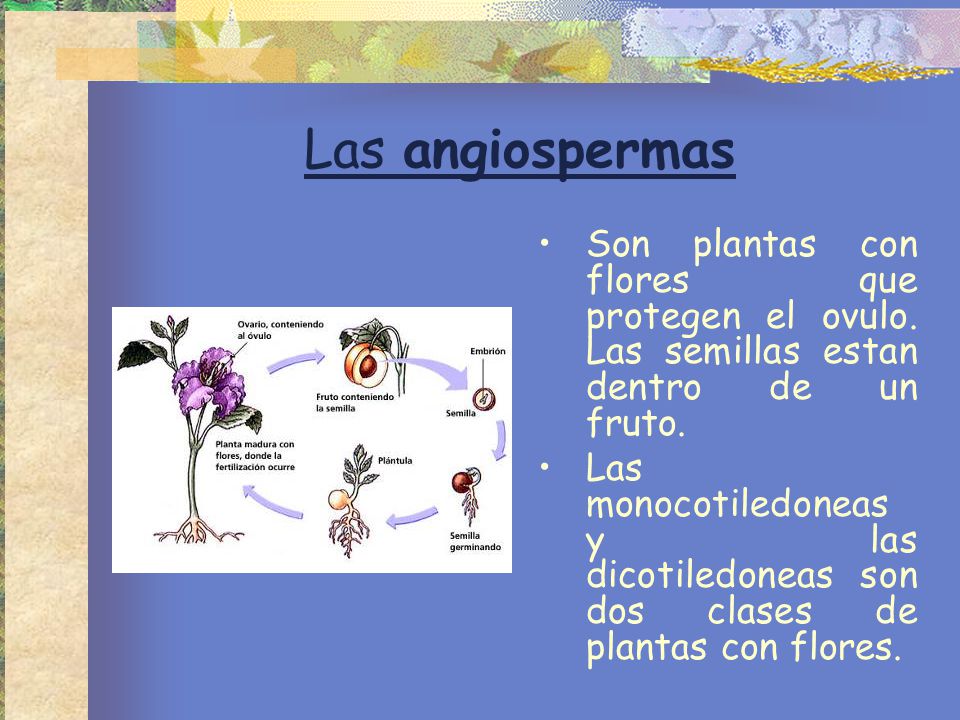 Las angiospermas Son plantas con flores que protegen el ovulo. Las semillas estan dentro de un fruto.