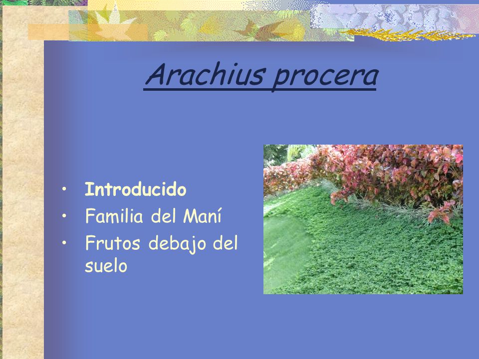 Arachius procera Introducido Familia del Maní Frutos debajo del suelo