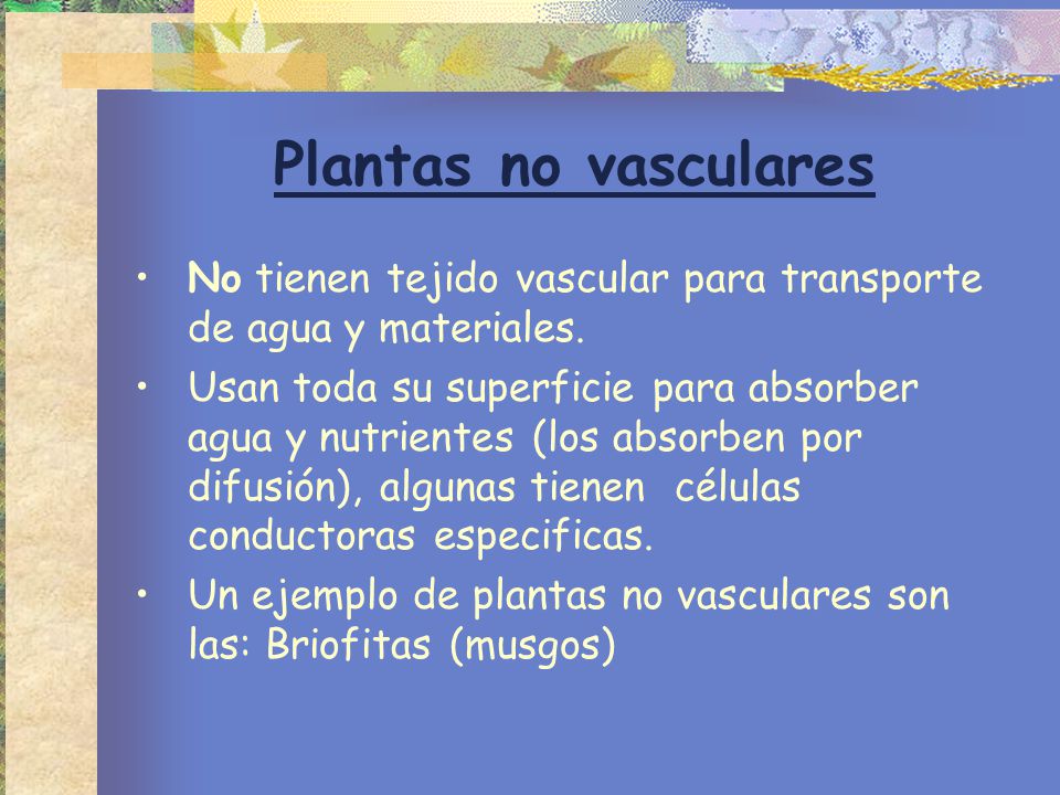 Plantas no vasculares No tienen tejido vascular para transporte de agua y materiales.