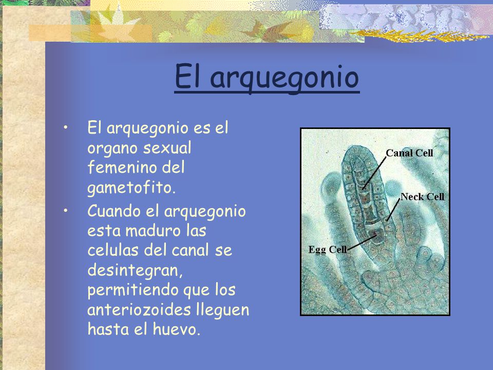 El arquegonio El arquegonio es el organo sexual femenino del gametofito.