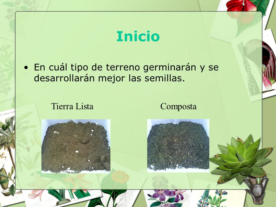 Inicio En cuál tipo de terreno germinarán y se desarrollarán mejor las semillas.