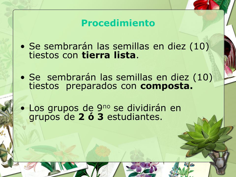 Procedimiento Se sembrarán las semillas en diez (10) tiestos con tierra lista.