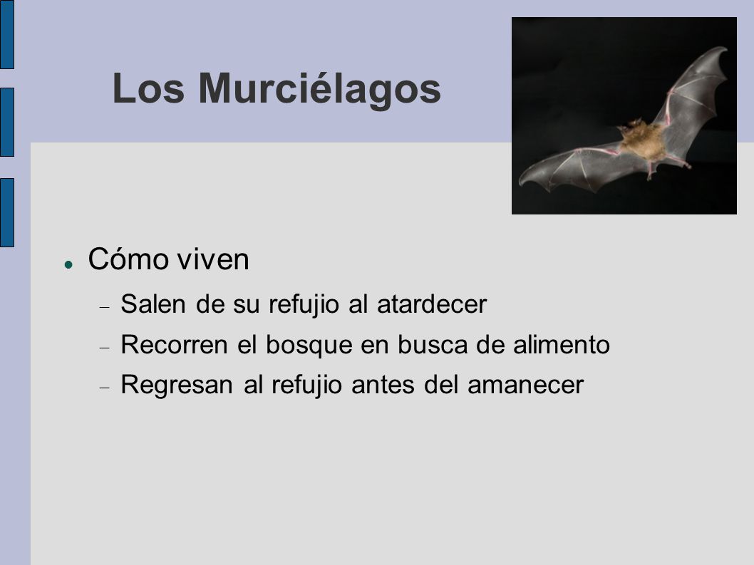 Los Murciélagos Cómo viven Salen de su refujio al atardecer