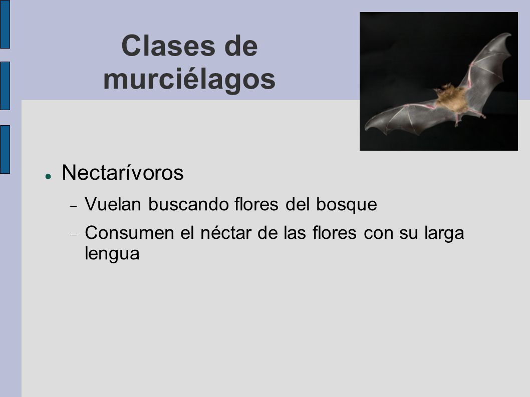 Clases de murciélagos Nectarívoros Vuelan buscando flores del bosque