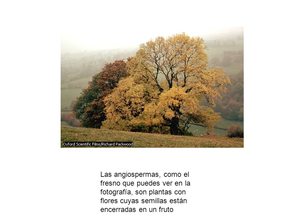 angiosperma Las angiospermas, como el fresno que puedes ver en la fotografía, son plantas con flores cuyas semillas están encerradas en un fruto.