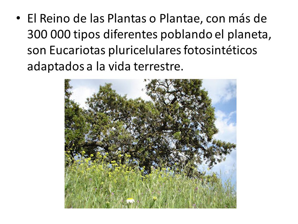 El Reino de las Plantas o Plantae, con más de tipos diferentes poblando el planeta, son Eucariotas pluricelulares fotosintéticos adaptados a la vida terrestre.