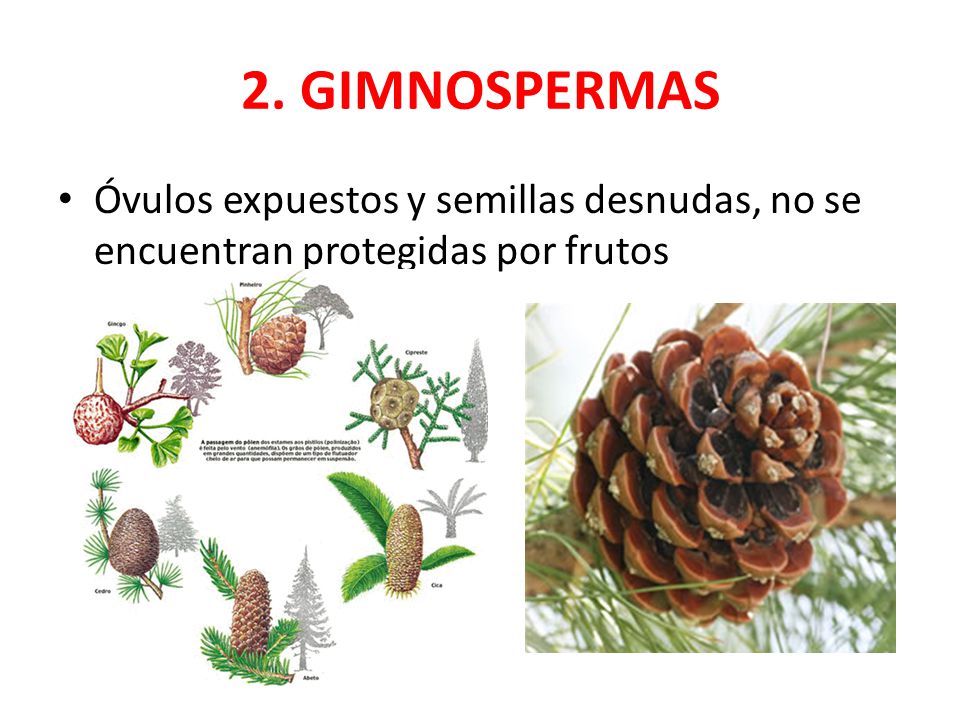 2. GIMNOSPERMAS Óvulos expuestos y semillas desnudas, no se encuentran protegidas por frutos
