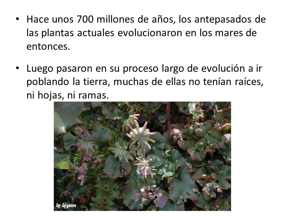 Hace unos 700 millones de años, los antepasados de las plantas actuales evolucionaron en los mares de entonces.