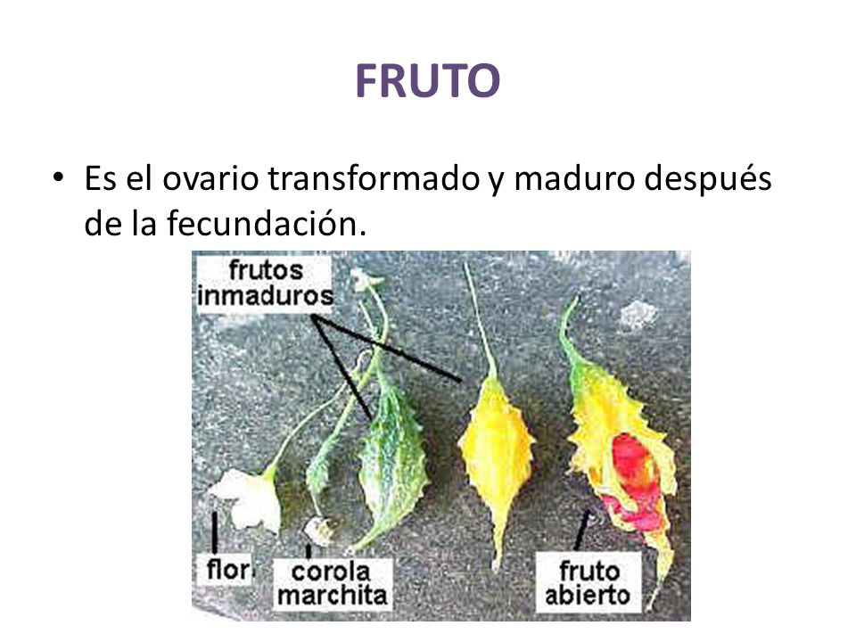 FRUTO Es el ovario transformado y maduro después de la fecundación.