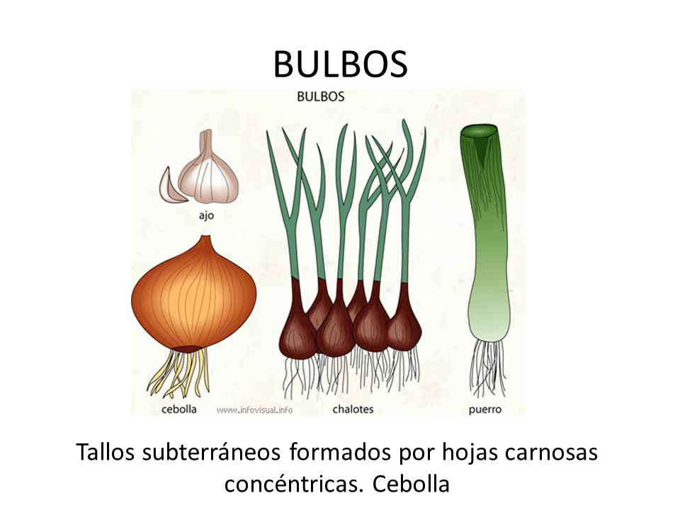 Tallos subterráneos formados por hojas carnosas concéntricas. Cebolla