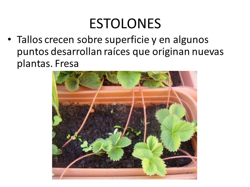 ESTOLONES Tallos crecen sobre superficie y en algunos puntos desarrollan raíces que originan nuevas plantas.