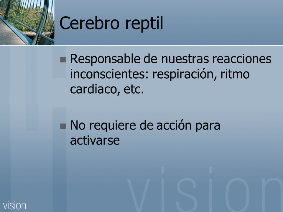 Cerebro reptil Responsable de nuestras reacciones inconscientes: respiración, ritmo cardiaco, etc.